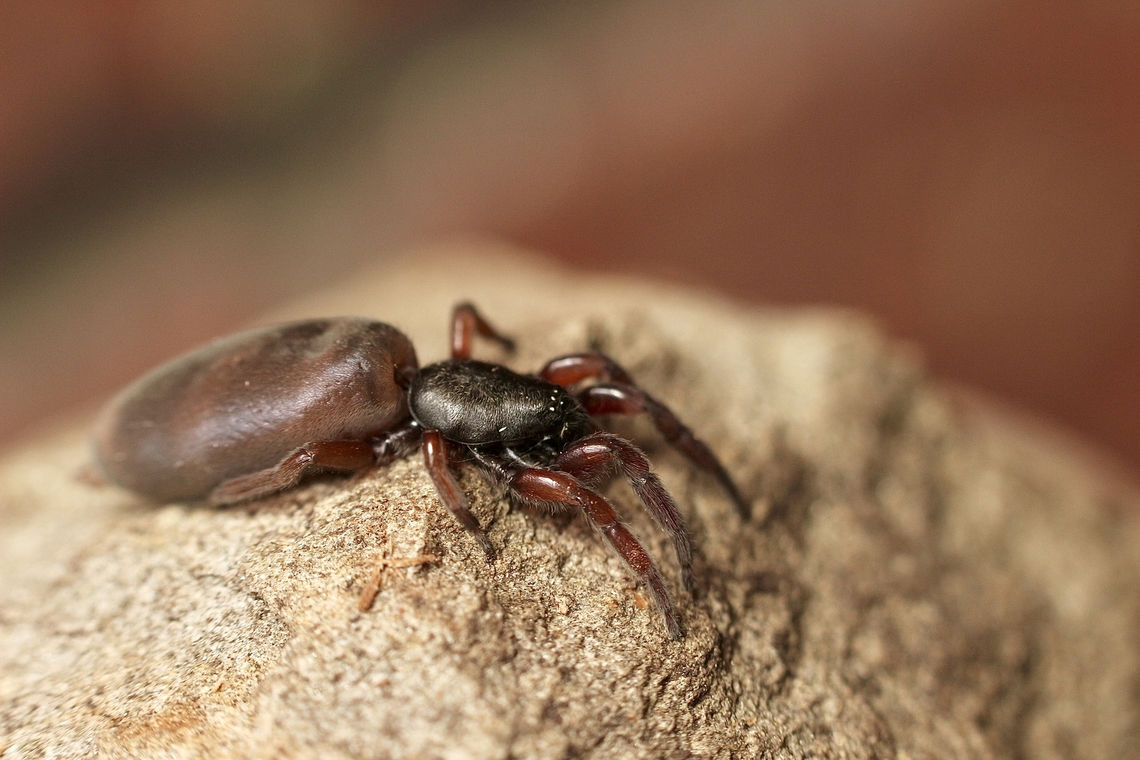 Common White-tail Spider - Lampona cylindrata Variable in coloration. Australia,Common White-tail Spider,Eamw spiders,Geotagged,Lampona cylindrata,Spring,Victor Harbor SA