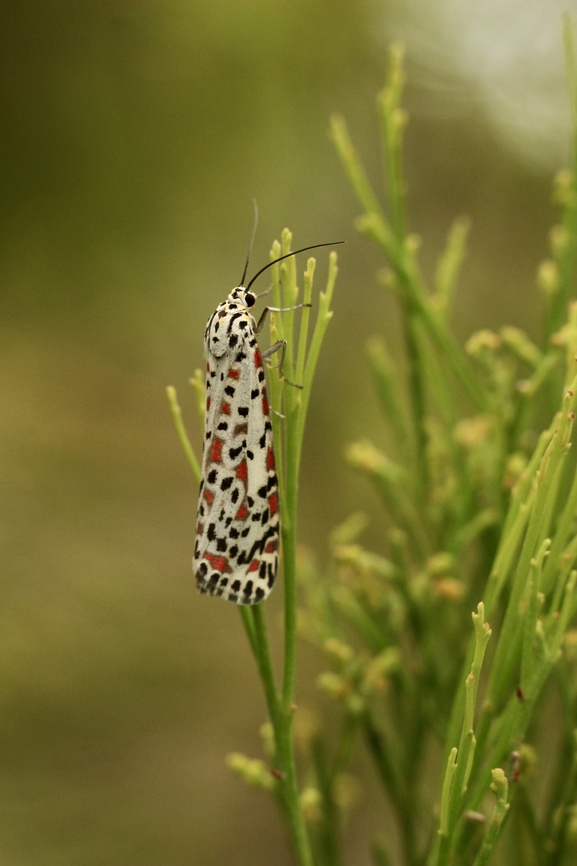 Crimson Speckled Footman-  Utetheisa pulchelloides ssp. vaga  Australia,Eamw moth,Geotagged,Heliotrope moth,Kyeema Conservation Park,Summer,Utetheisa pulchelloides