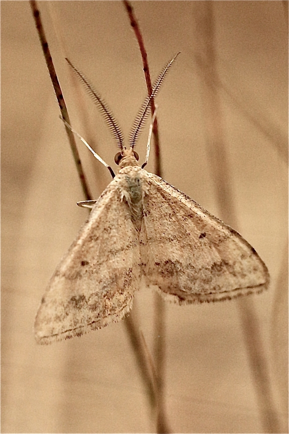 Scopula lydia Male Scopula lydia with a feathered antenna.  Australia,Eamw moth,Geotagged,Kyeema Conservation Park,Scopula lydia,Summer