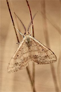 Scopula lydia Male Scopula lydia with a feathered antenna.  Australia,Eamw moth,Geotagged,Kyeema Conservation Park,Scopula lydia,Summer