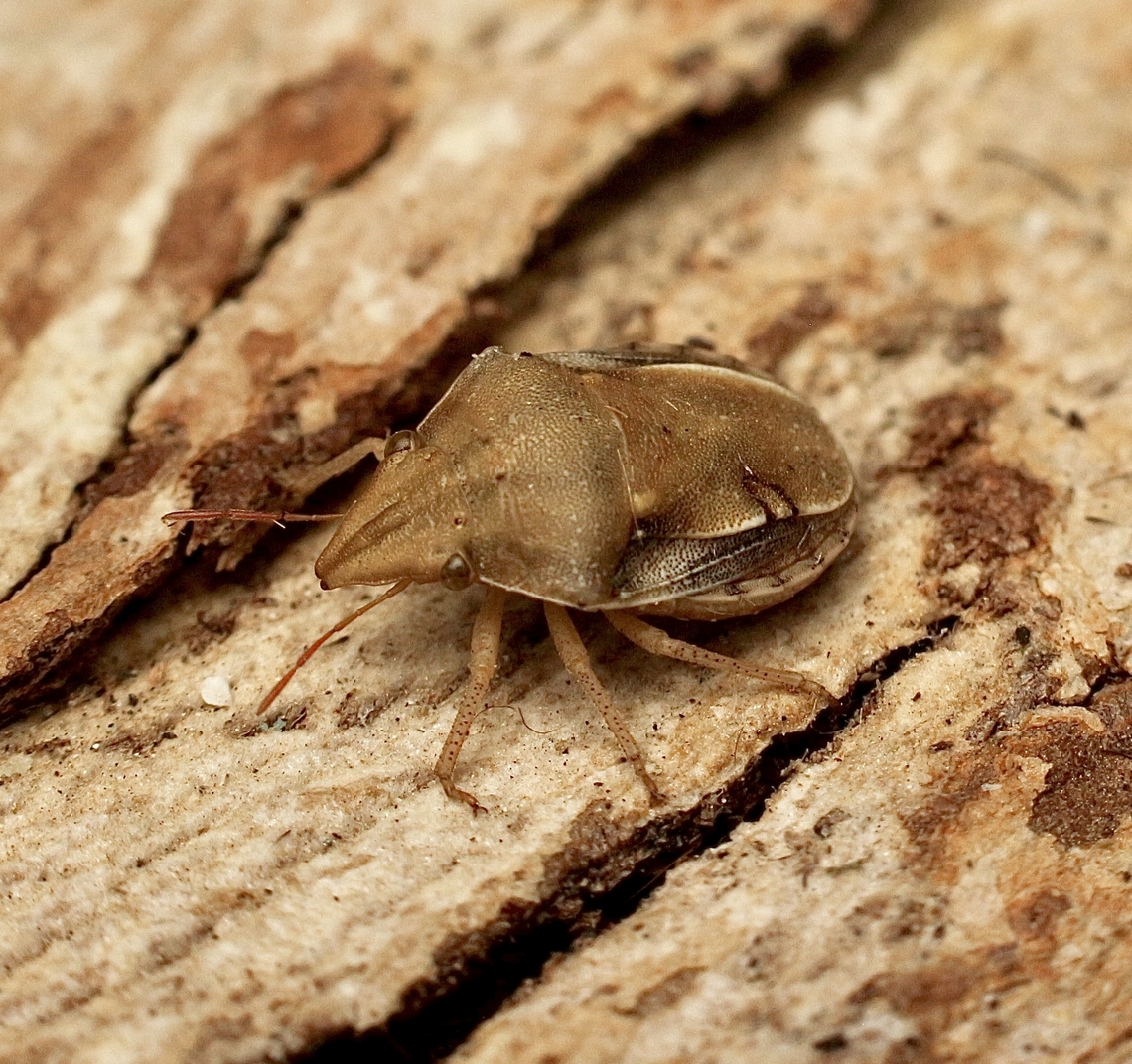 Macrocarenoides scutellatus Attracted to UV light. It is a small bug no more then 5-6 mm. Australia,Eamw stink bugs,Encounter Bay SA,Geotagged,Macrocarenoides scutellatus,Spring,UVL