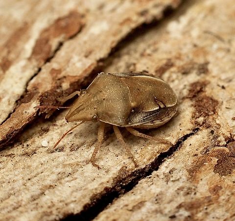 Macrocarenoides scutellatus Attracted to UV light. It is a small bug no more then 5-6 mm. Australia,Eamw stink bugs,Encounter Bay SA,Geotagged,Macrocarenoides scutellatus,Spring,UVL