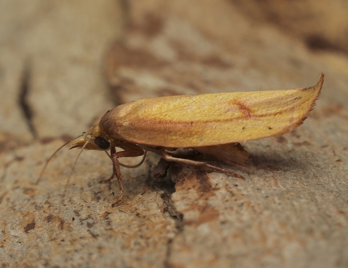 Golden Leaf Moth - Wingia aurata Attracted to UV light. Australia,Eamw moth,Encounter Bay SA,Geotagged,Golden Leaf Moth,Spring,UVL,Wingia aurata