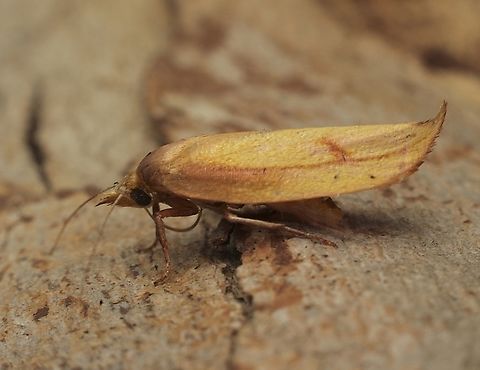 Golden Leaf Moth - Wingia aurata Attracted to UV light. Australia,Eamw moth,Encounter Bay SA,Geotagged,Golden Leaf Moth,Spring,UVL,Wingia aurata