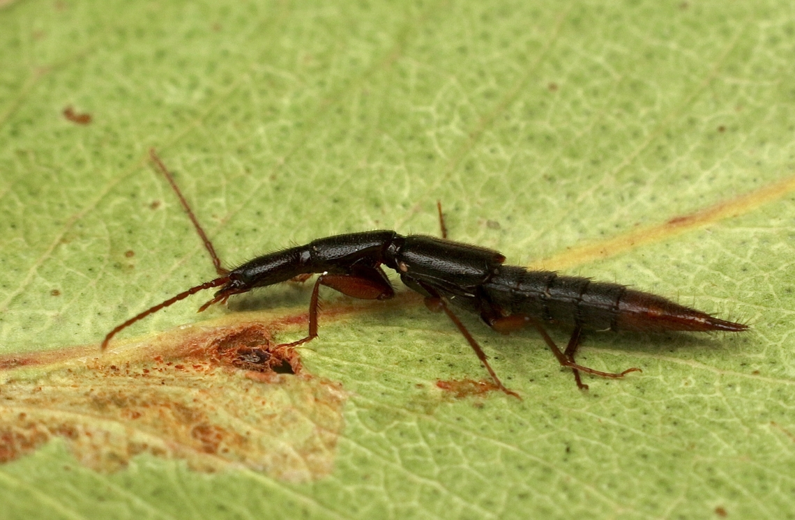 Rove beetle in Genus Lathrobium Attracted to UV light. Australia,Eamw beetles,Encounter Bay SA,Geotagged,Lathrobium impressum,Spring,UVL