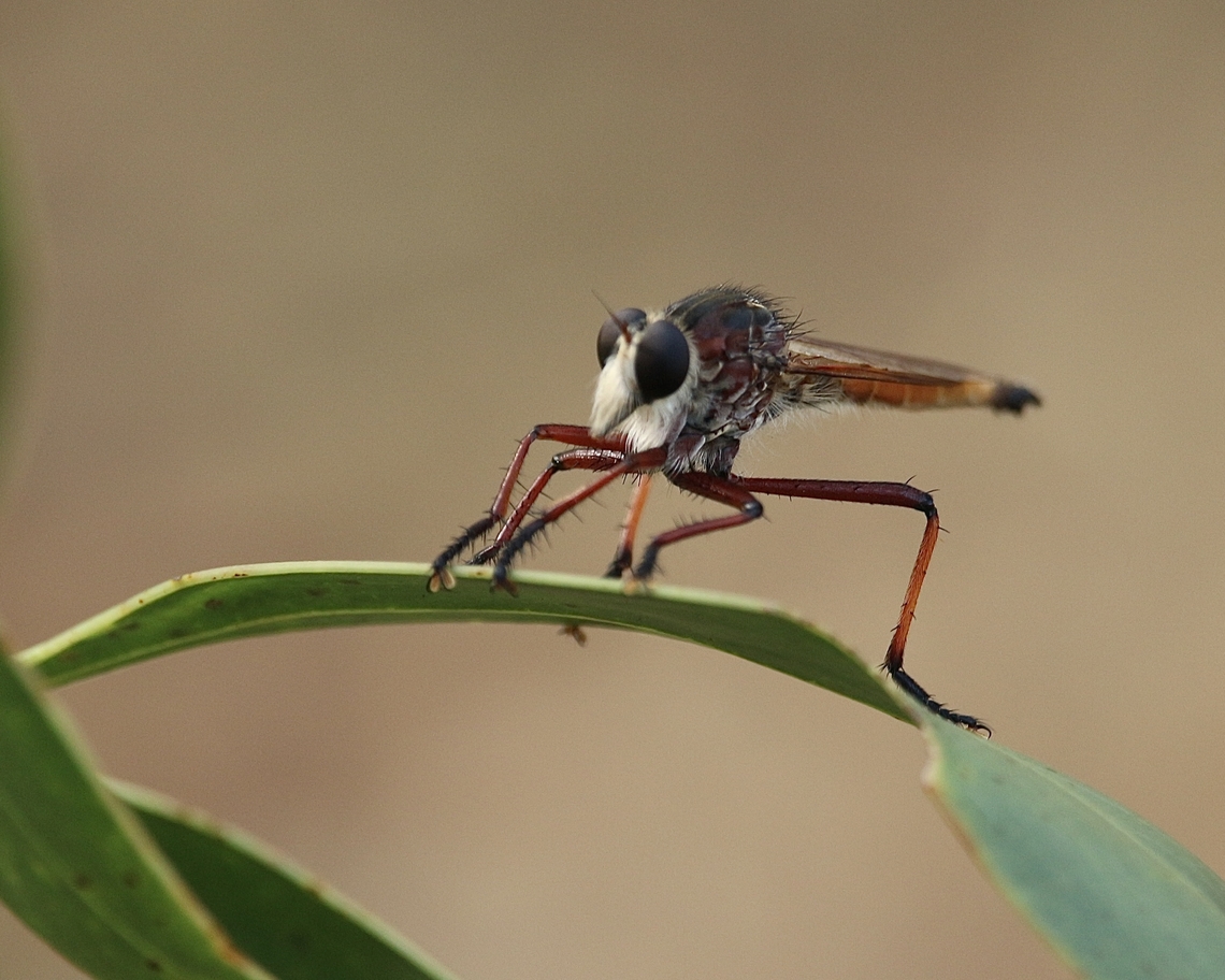Robber fly - Colepia rufiventris  Australia,Colepia rufiventris,Eamw robber flies,Geotagged,Kyeema Conservation Park,Summer
