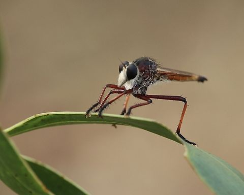Robber fly - Colepia rufiventris  Australia,Colepia rufiventris,Eamw robber flies,Geotagged,Kyeema Conservation Park,Summer