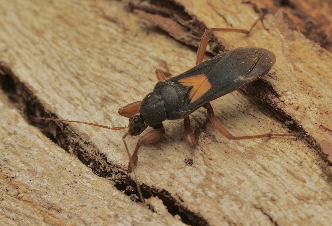Assassin bug - Brachysandalus crassifemur Attracted to UV light. Australia,Brachysandalus crassifemur,Eamw assassin bugs,Encounter Bay SA,Geotagged,Spring,UVL