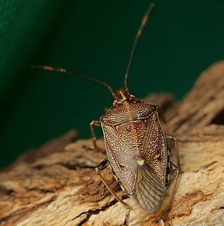 Omyta centrolineata At first it looked to me like the common Brown Shield Bug - Poecilometis strigatus and I almost ignored it.Lucky I didn’t.  Australia,Eamw stink bugs,Encounter Bay SA,Geotagged,Omyta centrolineata,Spring,UVL