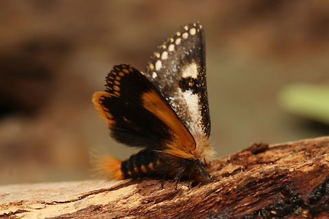 Epicoma tristis Attracted to UV light. Wings partially open after 15 minutes of playing dead. Australia,Eamw moth,Encounter Bay SA,Epicoma tristis,Geotagged,Spring,UVL