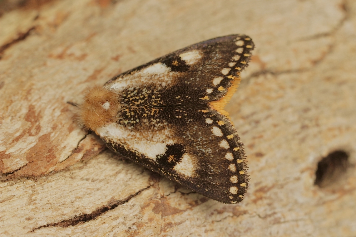 Epicoma tristis Attracted to UV light. Australia,Eamw moth,Encounter Bay SA,Epicoma tristis,Geotagged,Spring,UVL