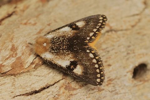 Epicoma tristis Attracted to UV light. Australia,Eamw moth,Encounter Bay SA,Epicoma tristis,Geotagged,Spring,UVL