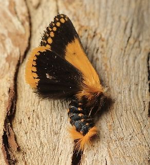 Epicoma tristis Attracted to UV light and pretending to be dead.Not moving for 15 minutes. Australia,Eamw moth,Encounter Bay SA,Epicoma tristis,Geotagged,Spring,UVL