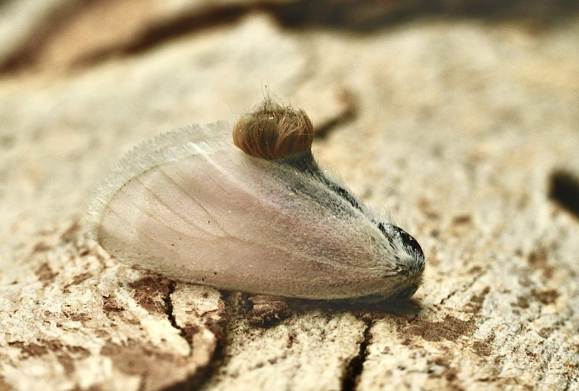 Acyphas chionitis Attracted to UV light .  Acyphas chionitis,Australia,Eamw moth,Encounter Bay SA,Geotagged,Spring,UVL