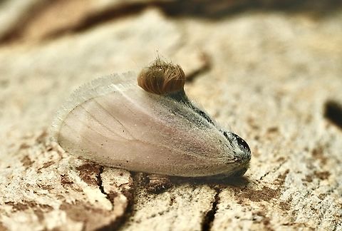 Acyphas chionitis Attracted to UV light .  Acyphas chionitis,Australia,Eamw moth,Encounter Bay SA,Geotagged,Spring,UVL