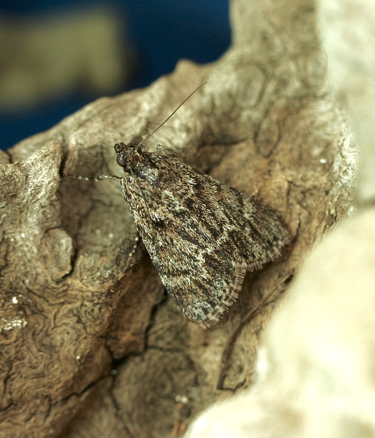 Spectrotrota fimbrialis Attracted to UV light  Australia,Eamw moth,Encounter Bay SA,Geotagged,Spectrotrota,Spectrotrota fimbrialis,Spring,UVL