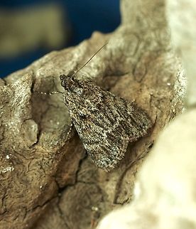 Spectrotrota fimbrialis Attracted to UV light  Australia,Eamw moth,Encounter Bay SA,Geotagged,Spectrotrota,Spectrotrota fimbrialis,Spring,UVL