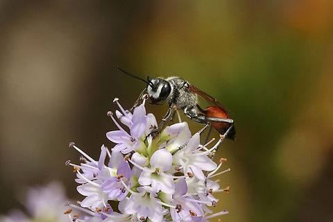 Caterpilar hunting wasp - Podalonia tydei Visiting my garden. Australia,Eamw wasps,Encounter Bay SA,Geotagged,Podalonia tydei,Spring,Tyde's Sand Wasp