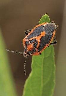 Horehound bug - Agonoscelis rutila  Agonoscelis rutila,Australia,Eamw stink bugs,Encounter Bay SA,Geotagged,Horehound bug,Spring