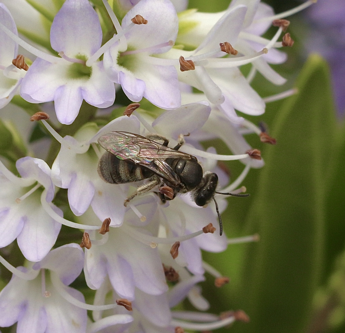 Lasioglossum eremaean Visiting my garden. Australia,Eamw bees,Encounter Bay SA,Geotagged,Lasioglossum eremaean,Spring
