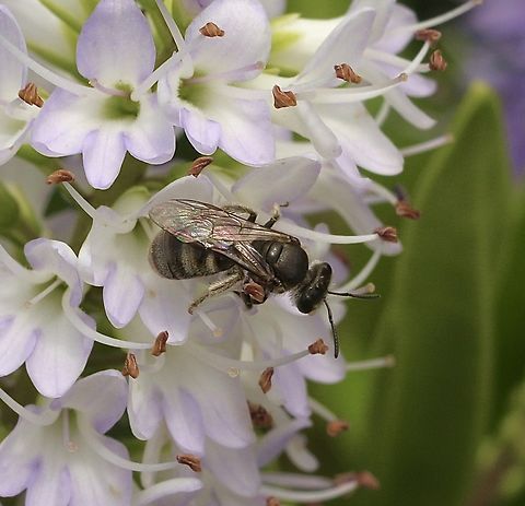 Lasioglossum eremaean