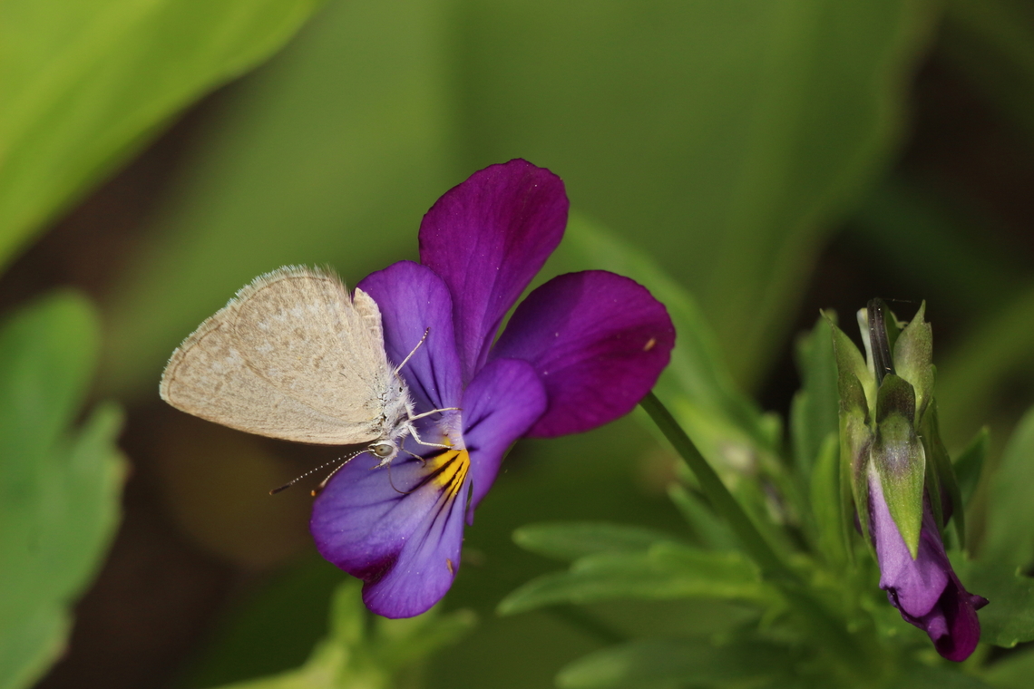Lesser grass blue - Zizina otis Looking for nectar in my garden. Australia,Eamw butterflies,Encounter Bay SA,Geotagged,Lesser grass blue,Spring,Zizina otis