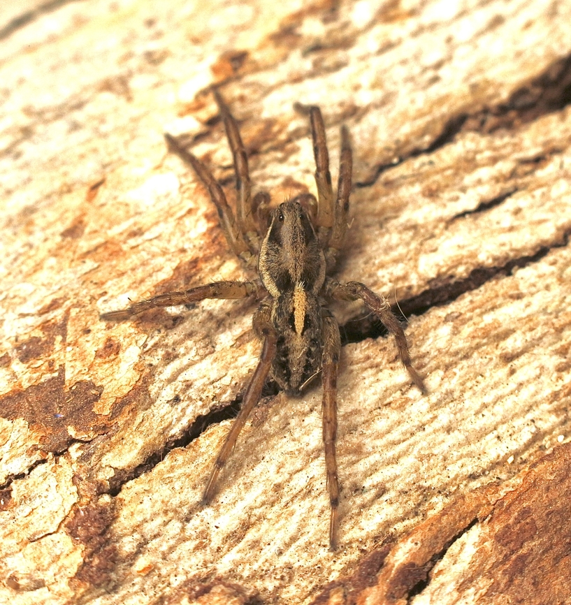 Wolf Spider - Artoriopsis expolita  Artoriopsis expolita,Australia,Eamw spiders,Eamw wolf spiders,Encounter Bay SA,Geotagged,Spring