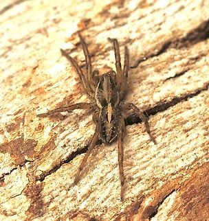Wolf Spider - Artoriopsis expolita Artoriopsis expolita,Australia,Eamw spiders,Eamw wolf spiders,Encounter Bay SA,Geotagged,Spring
