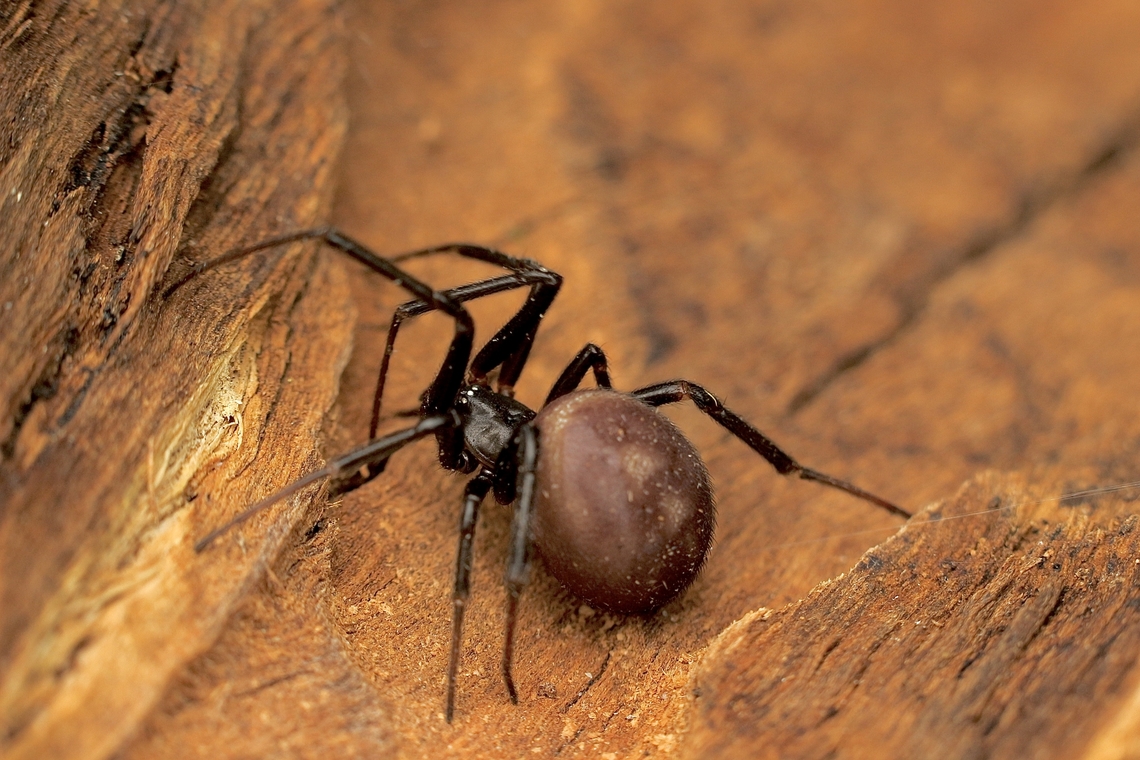 False Black Widow - Steatoda grossa  Australia,Cupboard spider,Eamw spiders,Encounter Bay SA,Geotagged,Spring,Steatoda grossa