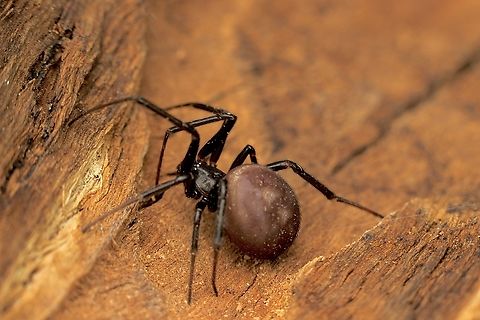 False Black Widow - Steatoda grossa  Australia,Cupboard spider,Eamw spiders,Encounter Bay SA,Geotagged,Spring,Steatoda grossa