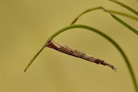 Case moth structure . Moth, possibly from genus Lepidoscia Found on Hakea bush. Australia,Eamw case moth,Geotagged,Kyeema Conservation Park,Spring