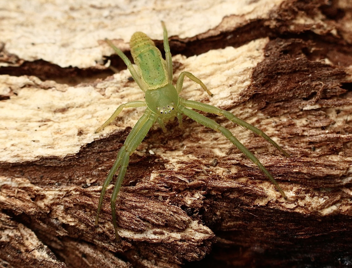 Possible genus Oxytate . ?  Australia,Eamw spiders,Geotagged,Kyeema Conservation Park,Spring