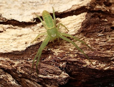 Possible genus Oxytate . ?  Australia,Eamw spiders,Geotagged,Kyeema Conservation Park,Spring