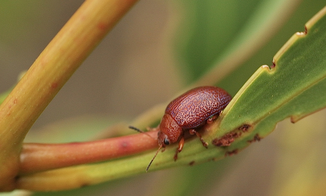 Brown Acacia leaf beetle - Calomela ioptera  Australia,Calomela ioptera,Eamw beetles,Geotagged,Kyeema Conservation Park,Summer