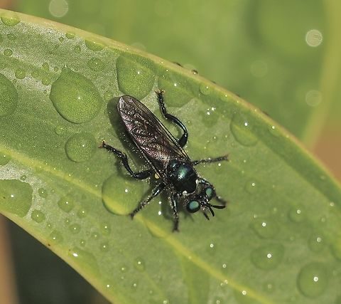 Robber fly - genus Maira Not much info on this one. Australia,Eamw robber flies,Geotagged,Kyeema Conservation Park,Maira aenea,Spring