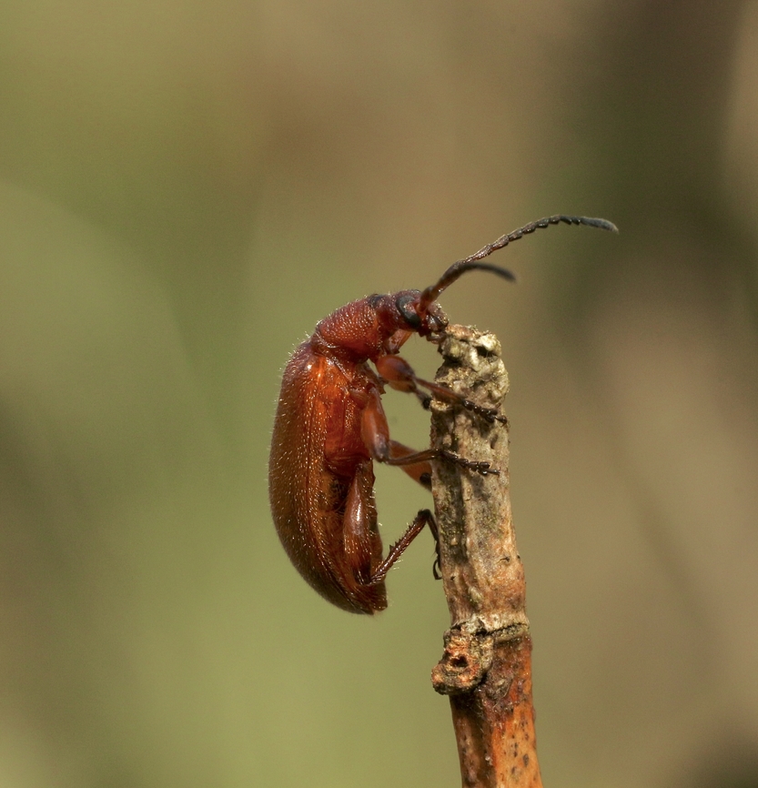 Honeybrown Beetle - Ecnolagria grandis  Australia,Eamw beetles,Ecnolagria grandis,Geotagged,Honeybrown beetle,Kyeema Conservation Park,Spring