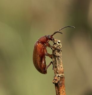 Honeybrown Beetle - Ecnolagria grandis  Australia,Eamw beetles,Ecnolagria grandis,Geotagged,Honeybrown beetle,Kyeema Conservation Park,Spring