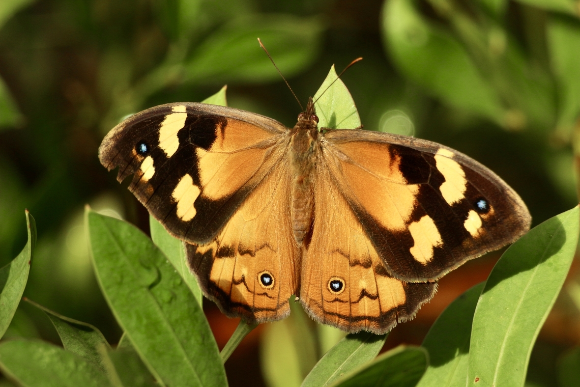 Common Brown - Heteronympha merope  Australia,Common Brown,Eamw butterflies,Geotagged,Heteronympha merope,Kyeema Conservation Park,Spring