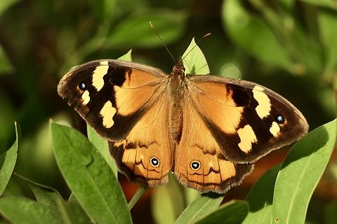 Common Brown - Heteronympha merope  Australia,Common Brown,Eamw butterflies,Geotagged,Heteronympha merope,Kyeema Conservation Park,Spring