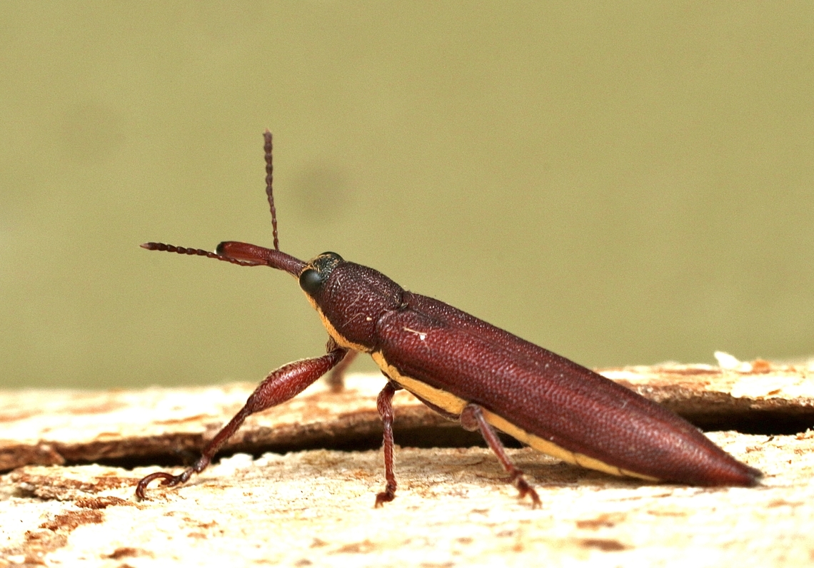 Belied Weevil - Rhinotia phoenicoptera  Australia,Belid Weevil,Eamw weevils,Geotagged,Peters Creek SA.,Rhinotia phoenicoptera,Spring
