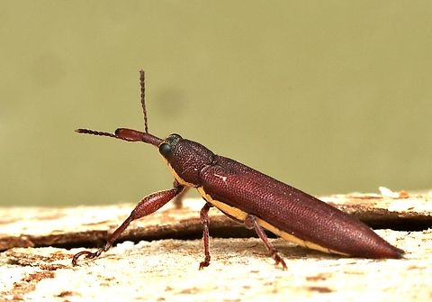 Belied Weevil - Rhinotia phoenicoptera  Australia,Belid Weevil,Eamw weevils,Geotagged,Peters Creek SA.,Rhinotia phoenicoptera,Spring