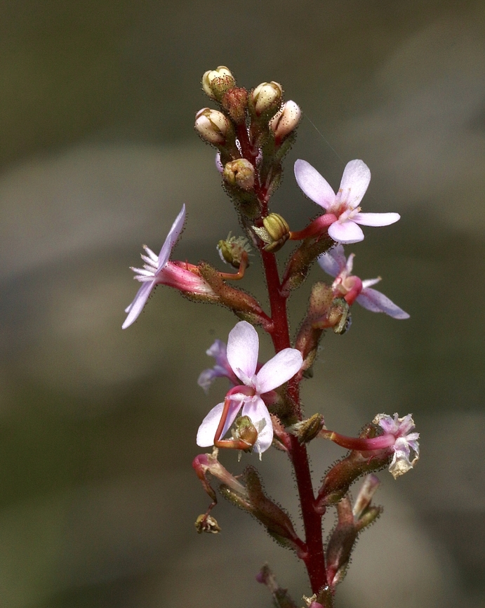 Thrift-leaved Triggerplant - Stylidium armeria  Australia,Eamw flora,Geotagged,Peters Creek SA.,Spring,Stylidium armeria,Thrift-leaved Triggerplant