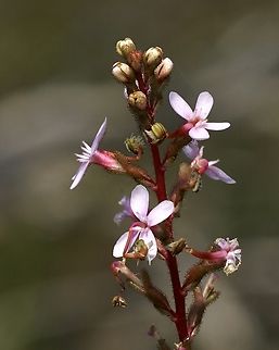 Thrift-leaved Triggerplant - Stylidium armeria  Australia,Eamw flora,Geotagged,Peters Creek SA.,Spring,Stylidium armeria,Thrift-leaved Triggerplant