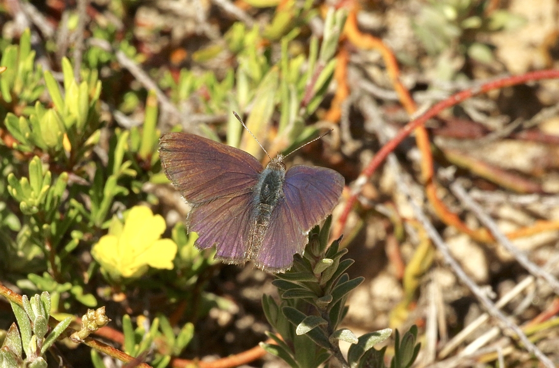Blotched blue - Erina acasta  Australia,Blotched blue,Candalides acasta,Eamw butterflies,Erina hyacinthina,Geotagged,Peters Creek SA.,Spring