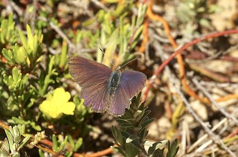 Blotched blue - Erina acasta  Australia,Blotched blue,Candalides acasta,Eamw butterflies,Erina hyacinthina,Geotagged,Peters Creek SA.,Spring