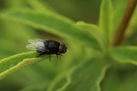 Black carrion fly - Australophyra rostrata  Australia,Australophyra rostrata,Black carrion fly,Encounter bay,Geotagged,Spring,eamw flies