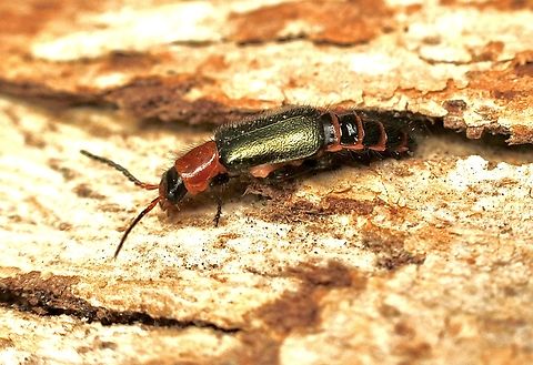 Carphurus latipennis