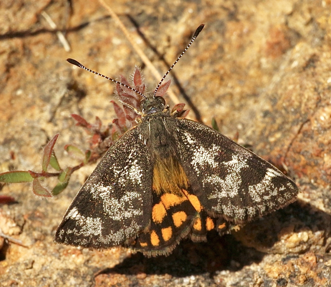 Orange-spotted Sunmoth - Synemon parthenoides  Australia,Eamw moth,Geotagged,Orange-spotted Sunmoth,Peters Creek SA.,Spring,Synemon parthenoides