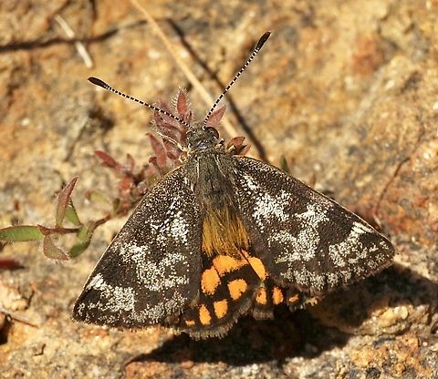Orange-spotted Sunmoth - Synemon parthenoides  Australia,Eamw moth,Geotagged,Orange-spotted Sunmoth,Peters Creek SA.,Spring,Synemon parthenoides