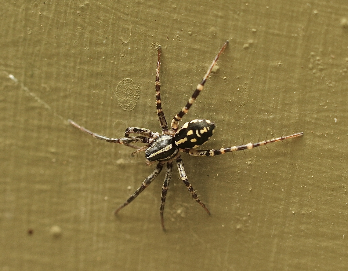 Spotted Ground Swift Spider - Nyssus coloripes The background was chosen by the spider. This one hunting on a hot 32 c day. Australia,Eamw spiders,Encounter Bay SA,Geotagged,Nyssus coloripes,Spotted Ground Swift Spider,Spring